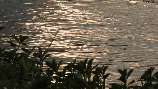 河边青草夕阳水波荡漾