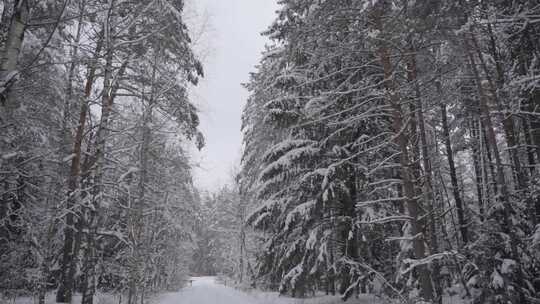 特写雾凇过后的森林大学覆盖白雪视频素材模板下载