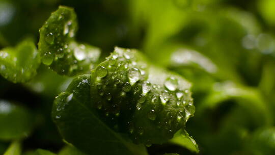 在绿色植物上喷水