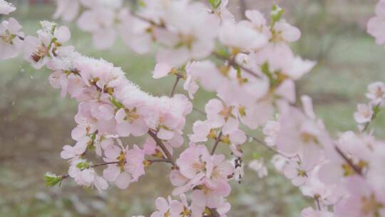 桃花雪纷纷升格视频