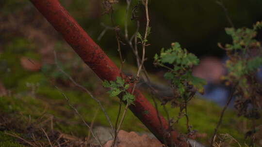 山中植被