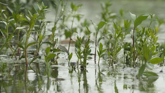 下雨水滴涟漪池塘小溪湿地