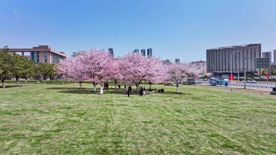 青岛春天樱花赏春