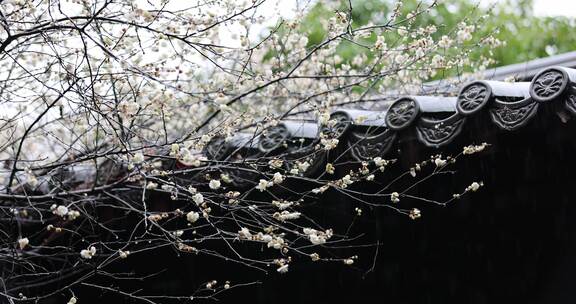 挂着雨滴的梅花