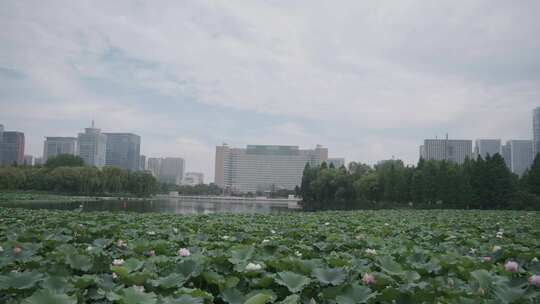 延时摄影云彩荷塘临沂伍洲湖