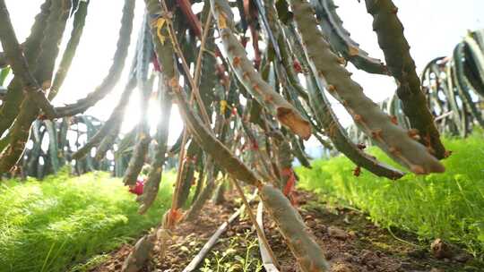 火龙果树 火龙果种植基地