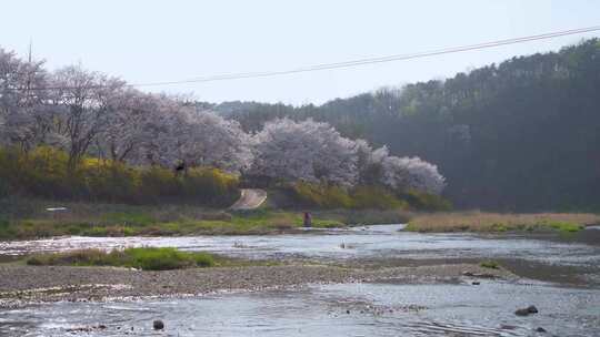 樱花河边的风景