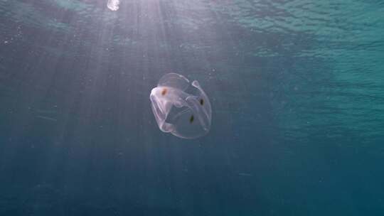 梳子果冻，海洋，水下，海洋生物