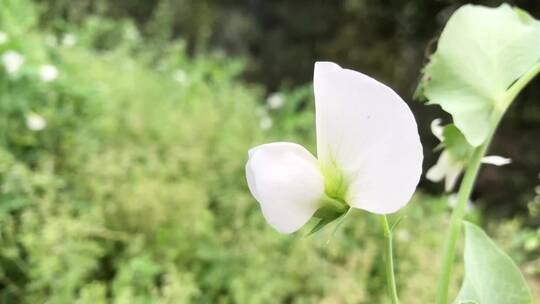 春天白色豌豆花实拍4K高清视频素材