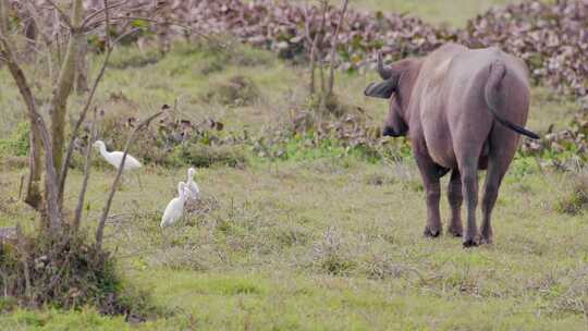 水牛与白鹭 动物之间和谐相处