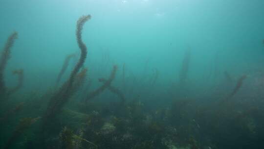 海藻，海洋，海洋生物，纪录片