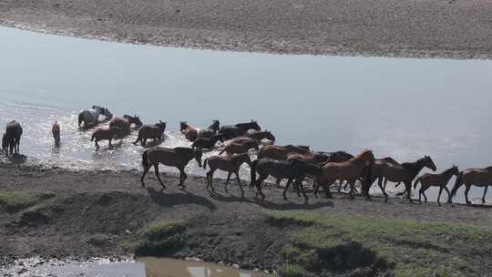 马群过河