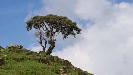 高山草甸延时