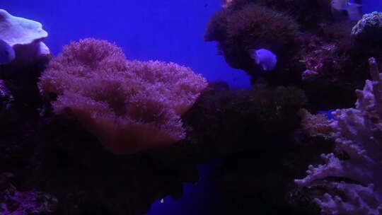 海底世界 珊瑚 鱼 水母 海象 巨古鱼 鲨鱼
