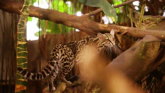 野猫、猫、玛吉、猫