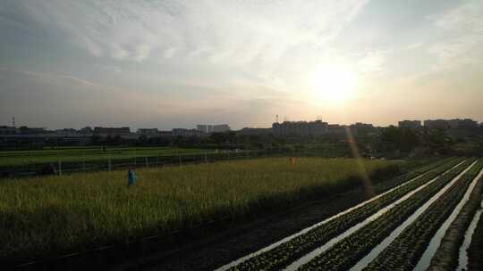 夕阳下的城郊农业基地航拍