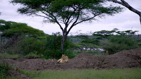 树下休息的母狮