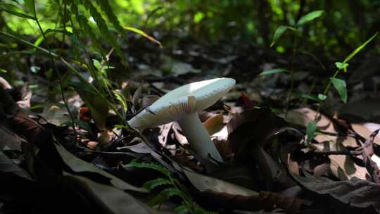 森林里的白蘑菇野生菌