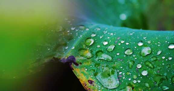 雨后荷叶上的露水珠