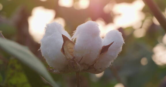 田野里的棉花