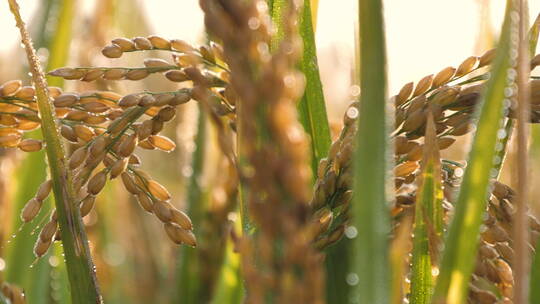 夏日秋后成熟的水稻田水稻
