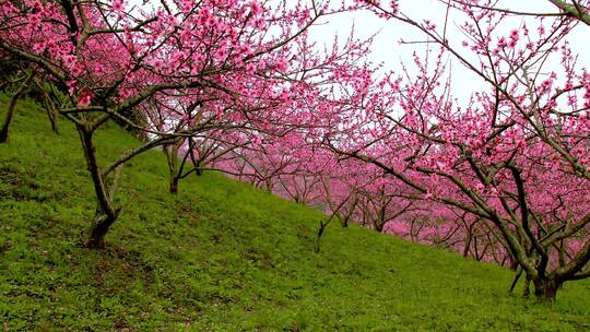 桃花延时