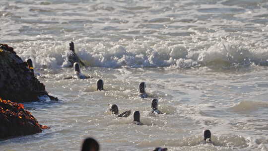 一群企鹅在巨石海滩游泳