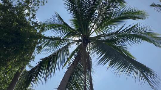 海南椰子树视频素材模板下载