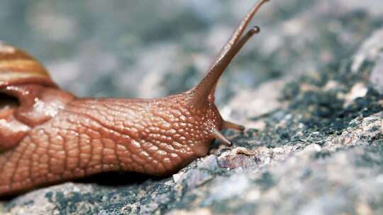 自然生态蜗牛与瀑布的自然奇观绿色植物