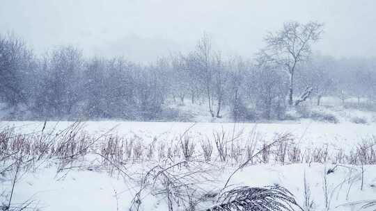 森林附近地区降雪