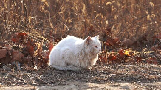 4K冬日阳光下的野猫-可爱白猫趴卧草地