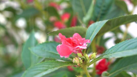 4K花丛红花沐浴在阳光和细雨中