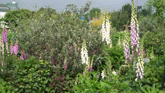 花园花香花巷绿植花海