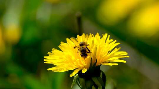 微距特效在小黄花上采蜜的蜜蜂视频素材模板下载