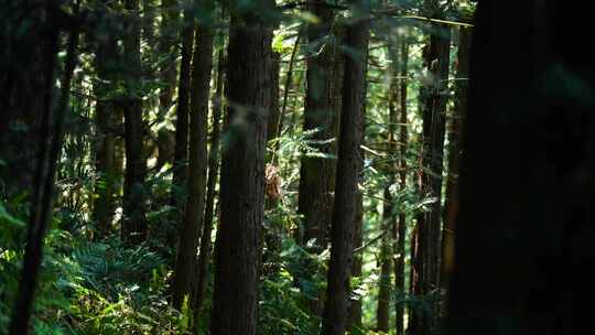 4K森林树林阳光大自然视频素材模板下载