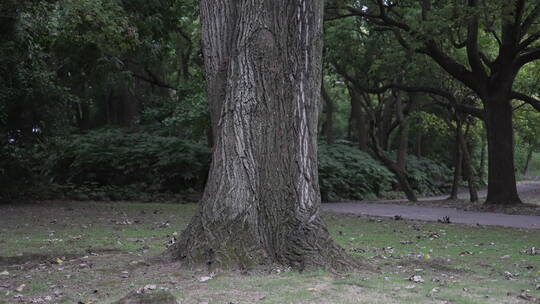 水杉树林