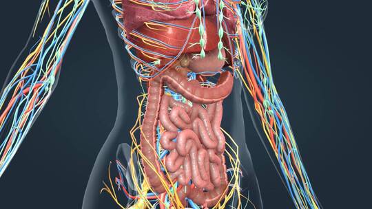 三维人体解剖重要器官消化泌尿呼吸三维动画
