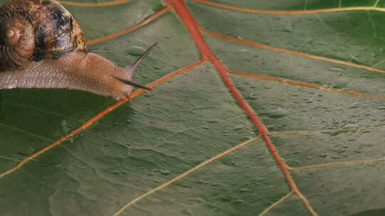 大葡萄蜗牛在潮湿的绿叶上爬行