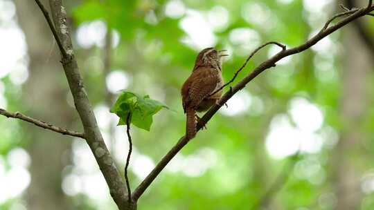 夏日森林中知更鸟在翠绿树枝上鸣叫的特写