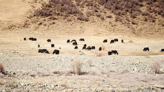 西藏牦牛群