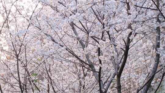 南京玄武区玄武湖景区古鸡鸣寺游客观赏樱花