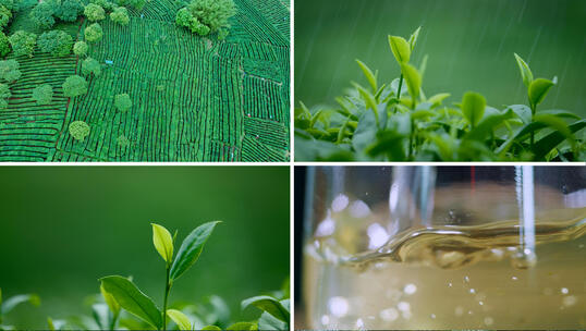4k绿茶茶园航拍茶山茶芽茶叶泡茶茶道茶艺高清在线视频素材下载