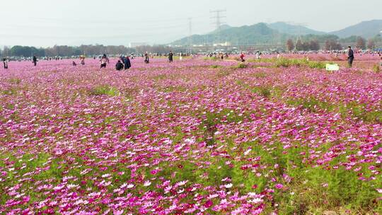 中山崖口格桑花花海五