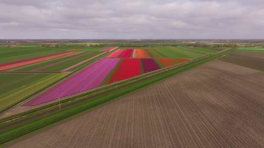 荷兰春天郁金香田的鸟瞰图。