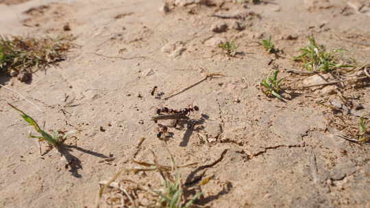 一只孤独的蚂蚁背着一根大棍子，一路上克服
