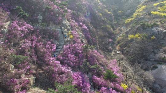 航拍大珠山杜鹃花开