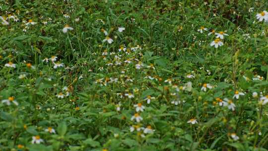 风吹野花野草