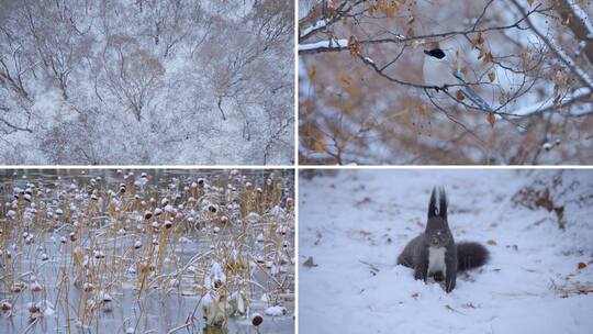 冬天 雪景 松鼠 喜鹊