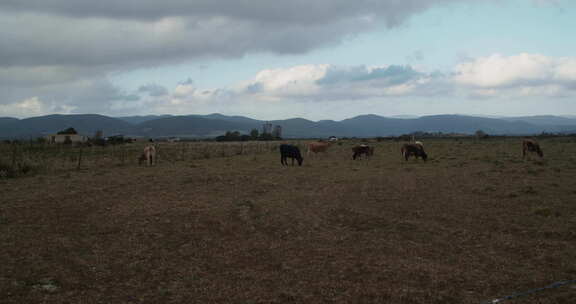 奶牛吃草的时间推移-农场平坦的土地