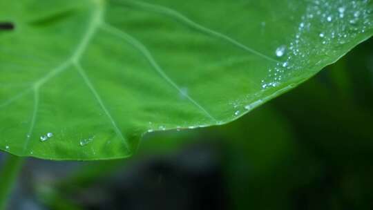 雨水划过荷叶滴落